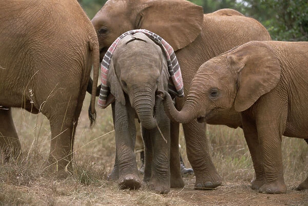 African Elephant (Loxodonta africana) orphaned baby Sweet Sally, meeting other orphans