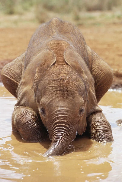 African Elephant (Loxodonta africana) orphan called Isholta, five weeks old, playing in mud bath