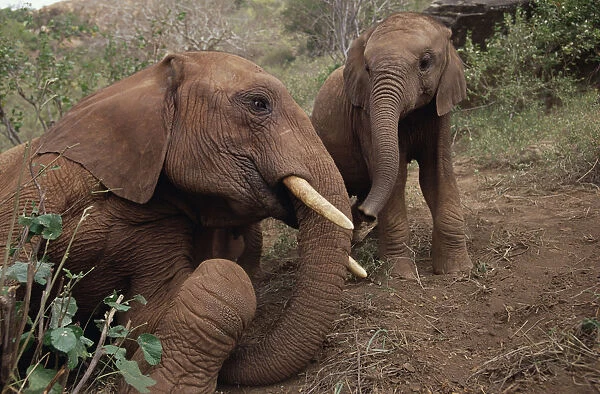 African Elephant (Loxodonta africana) young orphan meeting old male orphan named Imenti