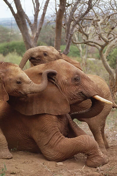 African Elephant (Loxodonta africana) orphans explore an older male orphan named Imenti