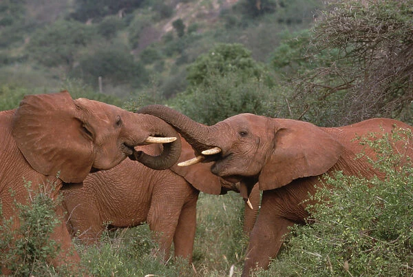 African Elephant (Loxodonta africana) young bulls engage in greeting ritual, Amboseli