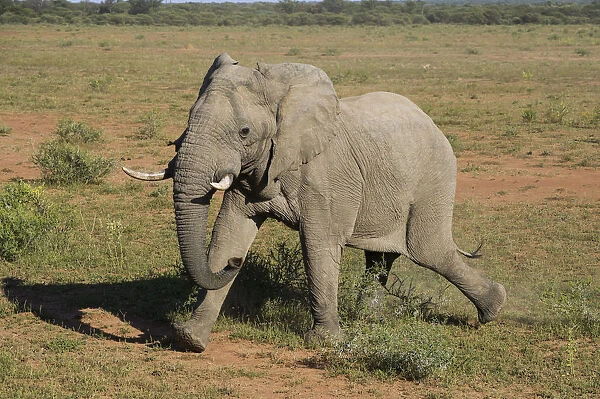 African Elephant (Loxodonta africana) to be darted for GPS tracking collar fitting