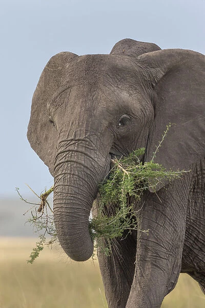 African Elephant (Loxodonta africana) feeding on acacia sapling, Masai Mara, Kenya