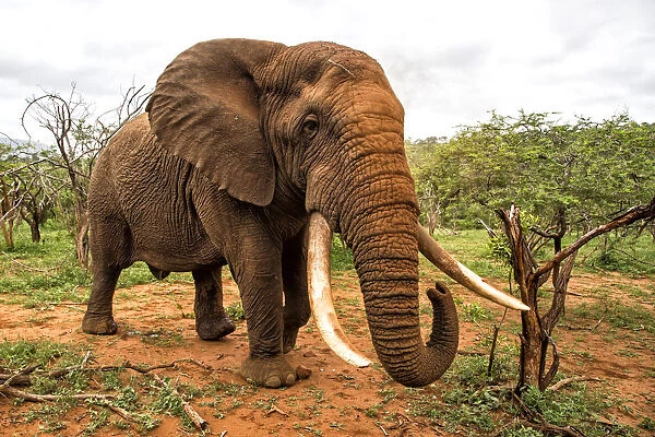 African Elephant (Loxodonta africana) in must in threatening posture, Zimanga Game Reserve