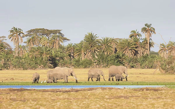 African Elephant (Loxodonta africana) family group browsing along the edge of a swamp in
