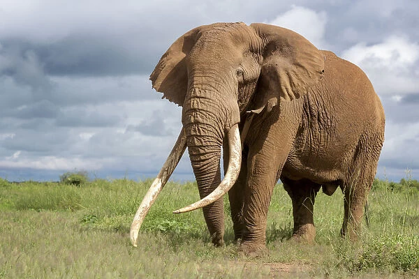 African Elephant (Loxodonta africana) bull with large tusks called Tim the Tusker
