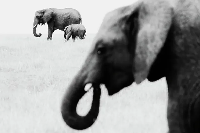 Framed Print : African Elephant (Loxodonta africana) adult with calf crossing savannah with a second adult in the foreground feeding, Maasai Mara National Reserve, Rift Valley Province, Kenya Framed Print : African Elephant (Loxodonta africana) adult with calf crossing savannah with a second adult in the foreground feeding, Maasai Mara National Reserve, Rift Valley Province, Kenya