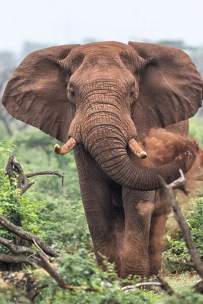 African Elephant (Loxodonta africana) angry and in must, Zimanga GR, Kwa Zulu Natal