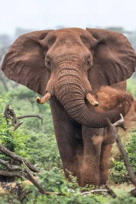 Framed Print : African Elephant (Loxodonta africana) angry and in must, Zimanga GR, Kwa Zulu Natal Framed Print : African Elephant (Loxodonta africana) angry and in must, Zimanga GR, Kwa Zulu Natal