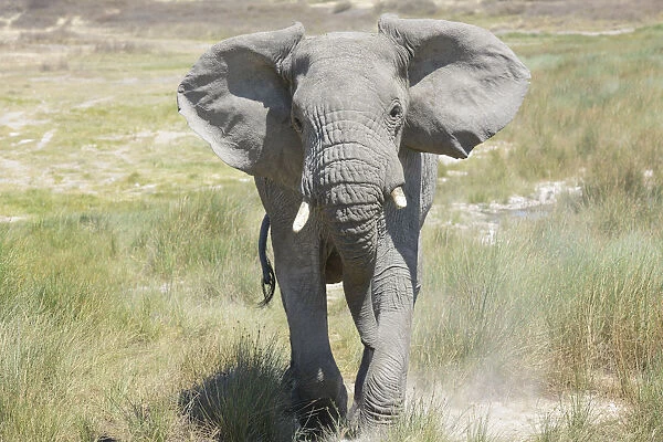 African elephant (Loxodonta africana) charging, Serngeti national park, Tanzania