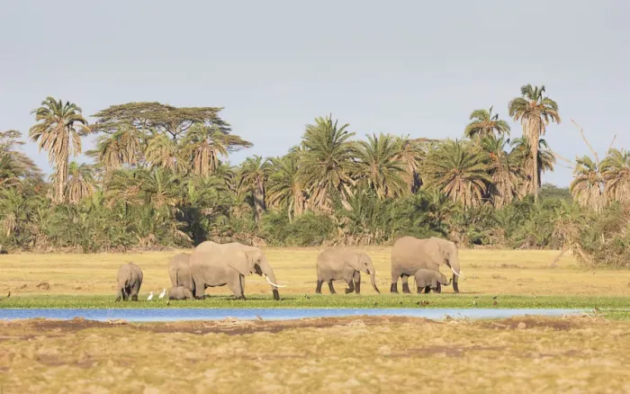 Framed Print : African Elephant (Loxodonta africana) family group browsing along the edge of a swamp in Framed Print : African Elephant (Loxodonta africana) family group browsing along the edge of a swamp in