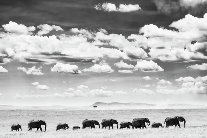 Framed Print : African Elephant (Loxodonta africana) herd of African elephants crossing savannah, Maasai Mara National Reserve, Rift Valley Province, Kenya Framed Print : African Elephant (Loxodonta africana) herd of African elephants crossing savannah, Maasai Mara National Reserve, Rift Valley Province, Kenya