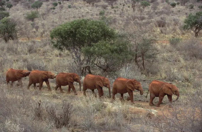 Framed Print : African Elephant (Loxodonta africana) Natumi leading young orphans walking in a line to stockade Framed Print : African Elephant (Loxodonta africana) Natumi leading young orphans walking in a line to stockade