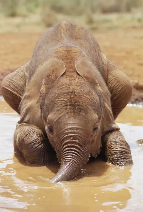 Framed Print : African Elephant (Loxodonta africana) orphan called Isholta, five weeks old, playing in mud bath Framed Print : African Elephant (Loxodonta africana) orphan called Isholta, five weeks old, playing in mud bath