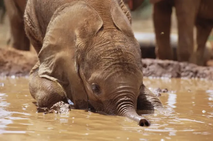 Framed Print : African Elephant (Loxodonta africana) orphan called Isholta playing in mud bath, David Framed Print : African Elephant (Loxodonta africana) orphan called Isholta playing in mud bath, David