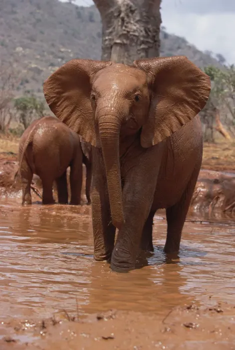 Framed Print : African Elephant (Loxodonta africana) orphan Natumi, squirting mud in mud bath, David Framed Print : African Elephant (Loxodonta africana) orphan Natumi, squirting mud in mud bath, David