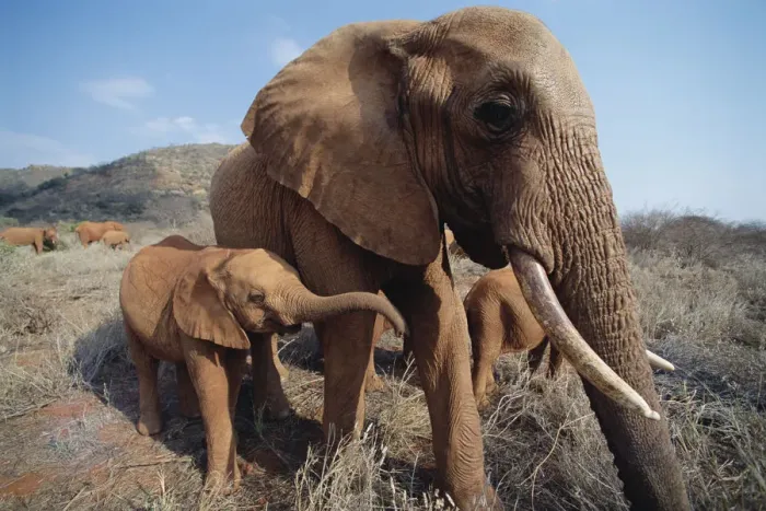 Framed Print : African Elephant (Loxodonta africana) orphans, Malaika with baby orphan named Nyiro Framed Print : African Elephant (Loxodonta africana) orphans, Malaika with baby orphan named Nyiro