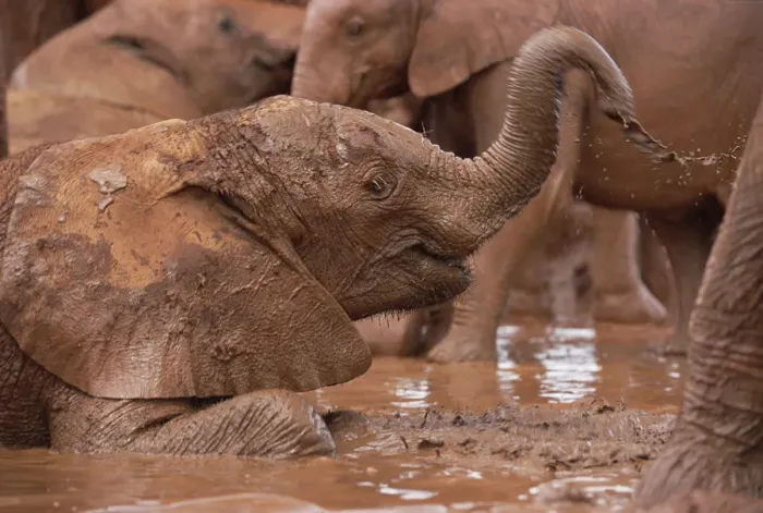 Framed Print : African Elephant (Loxodonta africana) orphans squirting mud in mud bath, David Sheldrick Framed Print : African Elephant (Loxodonta africana) orphans squirting mud in mud bath, David Sheldrick
