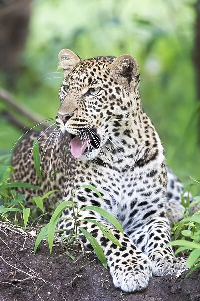 African Leopard (Panthera pardus) lying down in forest and yawning