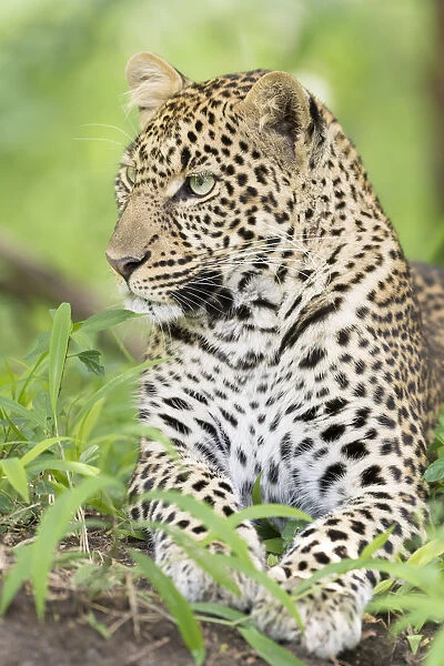 African Leopard (Panthera pardus) lying down in the forest, Masai Mara national reserve