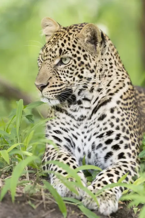 Framed Print : African Leopard (Panthera pardus) lying down in the forest, Masai Mara national reserve Framed Print : African Leopard (Panthera pardus) lying down in the forest, Masai Mara national reserve