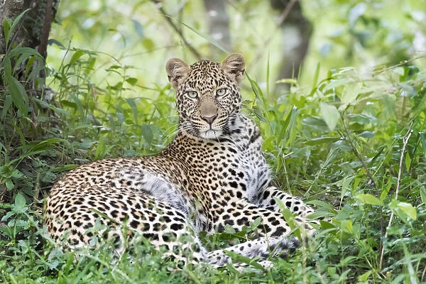 African Leopard (Panthera pardus) lying down in forest, looking at camera, Masai Mara