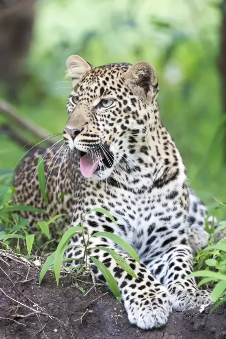 Framed Print : African Leopard (Panthera pardus) lying down in forest and yawning Framed Print : African Leopard (Panthera pardus) lying down in forest and yawning