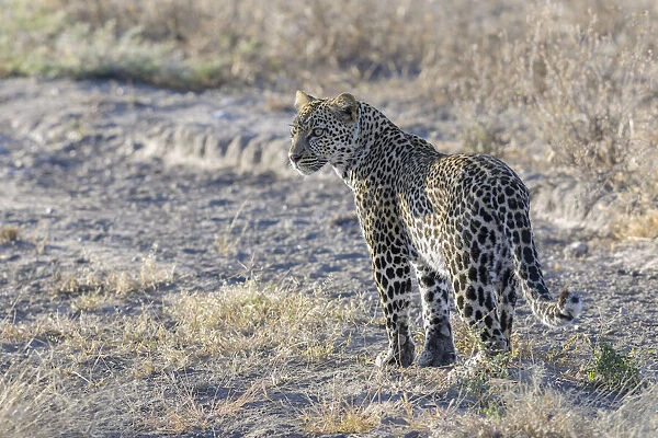African Leopard (Panthera pardus pardus) adult, standing in grass, Serengeti national park, Tanzania