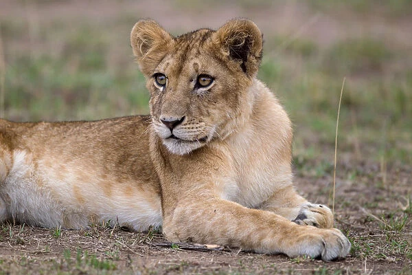 African Lion (Panthera leo) cub lying alone on the ground, Masai Mara, Kenya