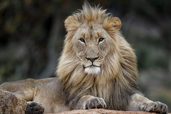 African Lion (Panthera leo) male lying on a rock and looking straight in the camera