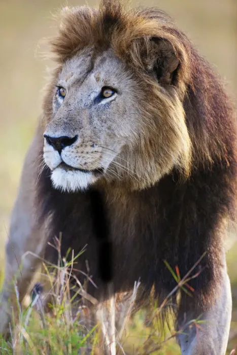 Framed Print : African Lion (Panthera leo) male portrait, Kenya, Masai Mara Framed Print : African Lion (Panthera leo) male portrait, Kenya, Masai Mara