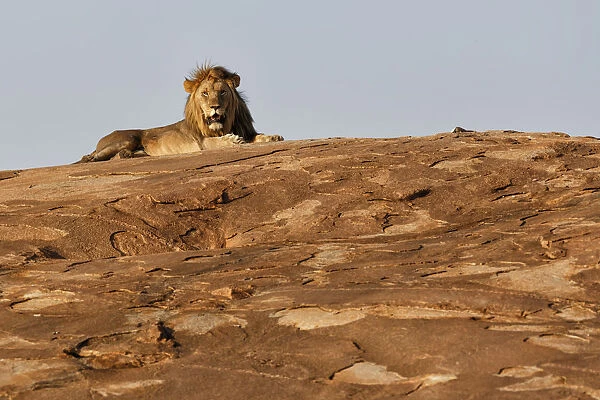 African Lion (Panthera leo) male resting in the last sunlight on a rocky slope