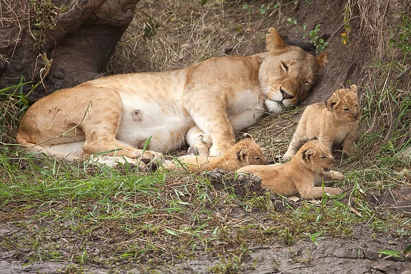 African Lion (Panthera leo) mother with 3 cubs, Masai Mara, Kenya