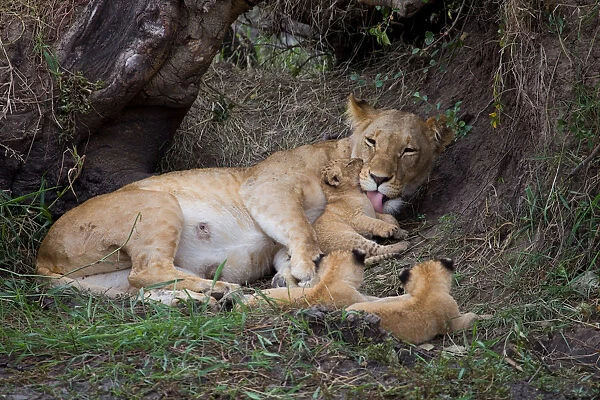 African Lion (Panthera leo) mother with 3 cubs, Masai Mara, Kenya