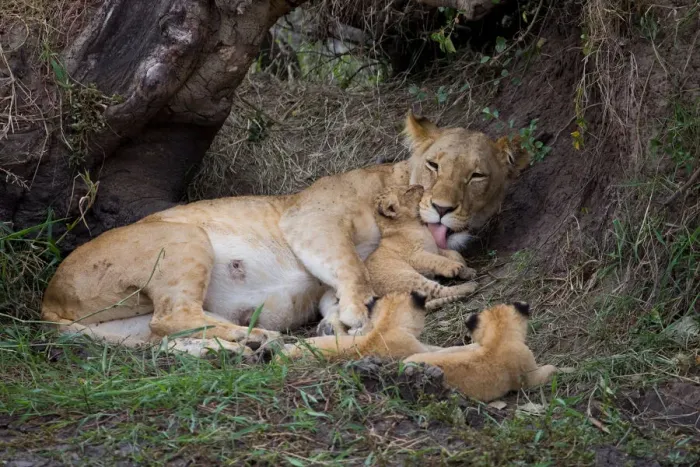 Framed Print : African Lion (Panthera leo) mother with 3 cubs, Masai Mara, Kenya Framed Print : African Lion (Panthera leo) mother with 3 cubs, Masai Mara, Kenya