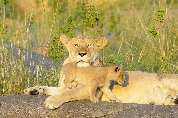 African Lion (Panthera leo) mother and cub, lying and playing on a rock in early morning