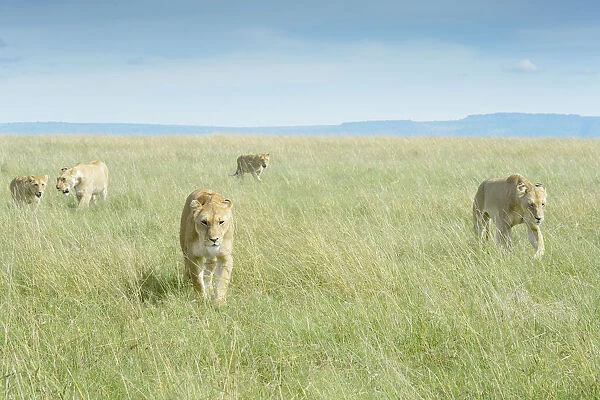 African Lion (Panthera leo) pride walking on savanna, Msai Mara National Reserve, Kenya