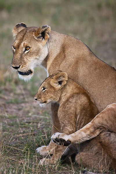 African Lioness (Panthera leo) draping her back leg affectionately over her cub, Kenya
