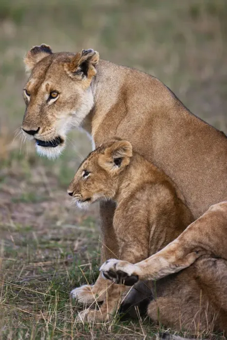 Framed Print : African Lioness (Panthera leo) draping her back leg affectionately over her cub, Kenya
