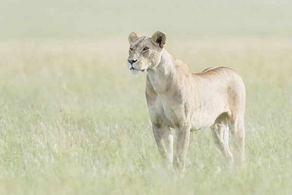 African Lioness (Panthera leo) standing in savannah, looking at camera