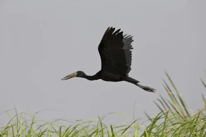 Framed Print : African Openbill (Anastomus lamelligerus) flying, Semuliki National Park, Uganda Framed Print : African Openbill (Anastomus lamelligerus) flying, Semuliki National Park, Uganda