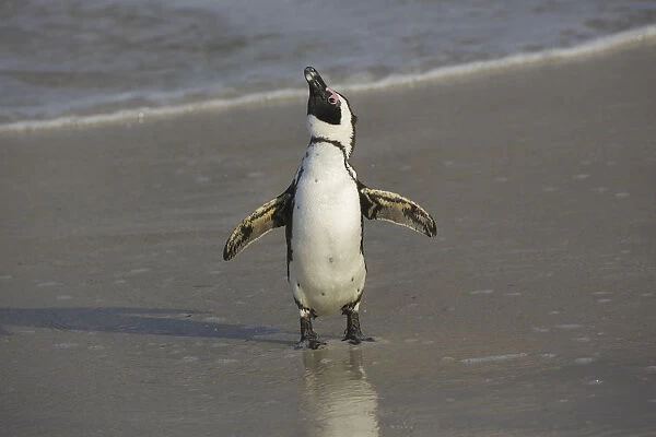 African Penguin (Spheniscus demersus) on beach, Western Cape, South Africa