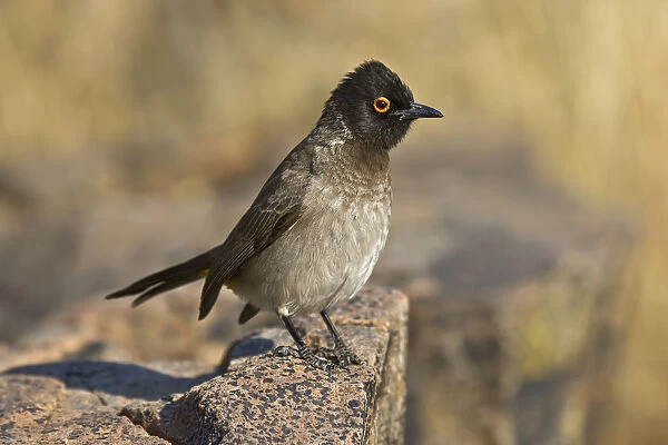 African Red-eyed Bulbul (Pycnonotus nigricans) perched on a rock, Etosha, Namibia
