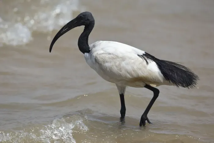 Framed Print : African Sacred Ibis (Threskiornis aethiopicus) foraging, Semuliki National Park, Uganda Framed Print : African Sacred Ibis (Threskiornis aethiopicus) foraging, Semuliki National Park, Uganda