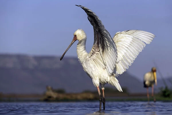 African spoonbill (Platalea alba) stretching out, Mkuze, Kwazula-Natal, South-Africa