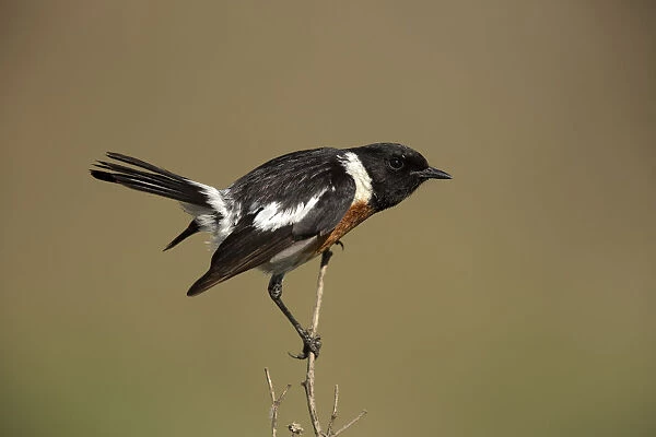 African Stonechat (Saxicola torquatus) male perched on a branch, Gauteng, South Africa