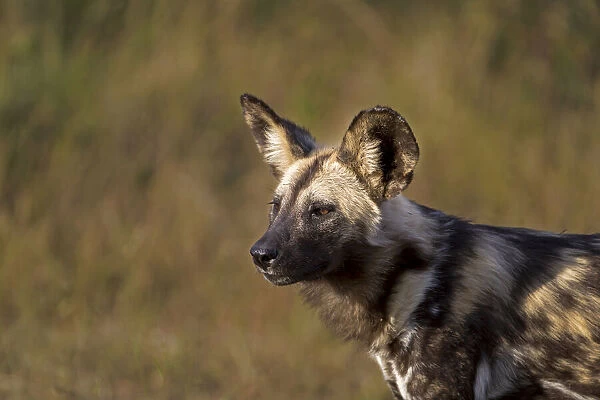 African Wild Dog (Lycaon pictus) standing portrait, Kwazula-Natal, South-Africa