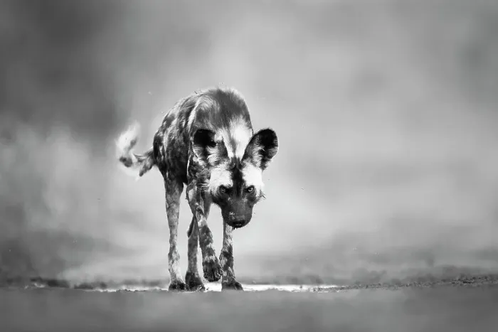 Framed Print : African Wild Dog (Lycaon pictus) closing in, Zimanga Private Game Reserve, KwaZulu-Natal, South Africa