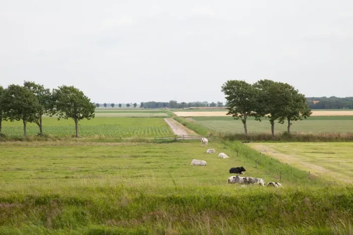 Framed Print : Agricultural landscape filled with cows, Texel, Noord-Holland, The Netherlands Framed Print : Agricultural landscape filled with cows, Texel, Noord-Holland, The Netherlands