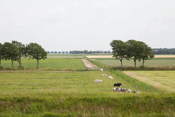 Agricultural landscape filled with cows, Texel, Noord-Holland, The Netherlands